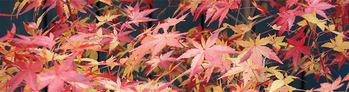 Maple leaves