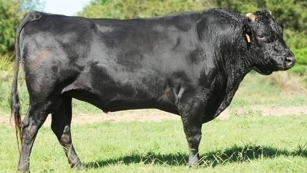 Wagyu Cattle Breeds